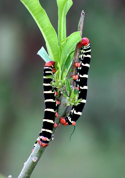 Tetrio Sphinx Caterpillar.jpg